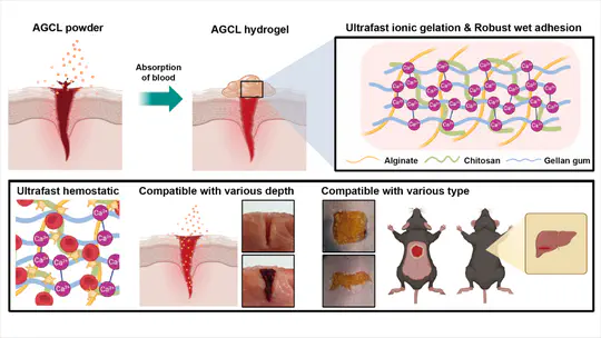 13. An ionic gelation powder for ultrafast hemostasis and accelerated wound healing